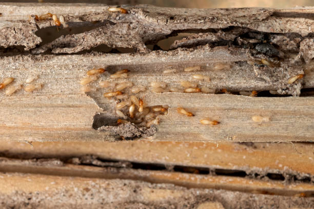 Reliable Pinehurst, ID Pest Control Solutions