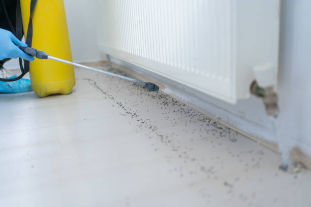 Best Wasp Removal Services  in Pinehurst, ID